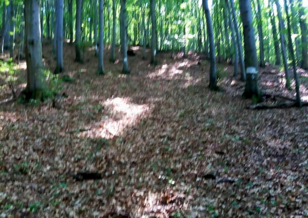 Predaj pozemky, Vagrinec, okr. Svidník