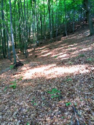 Predaj pozemky, Vagrinec, okr. Svidník - fotografia 2