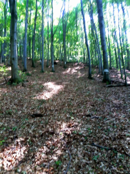 Predaj pozemky, Vagrinec, okr. Svidník